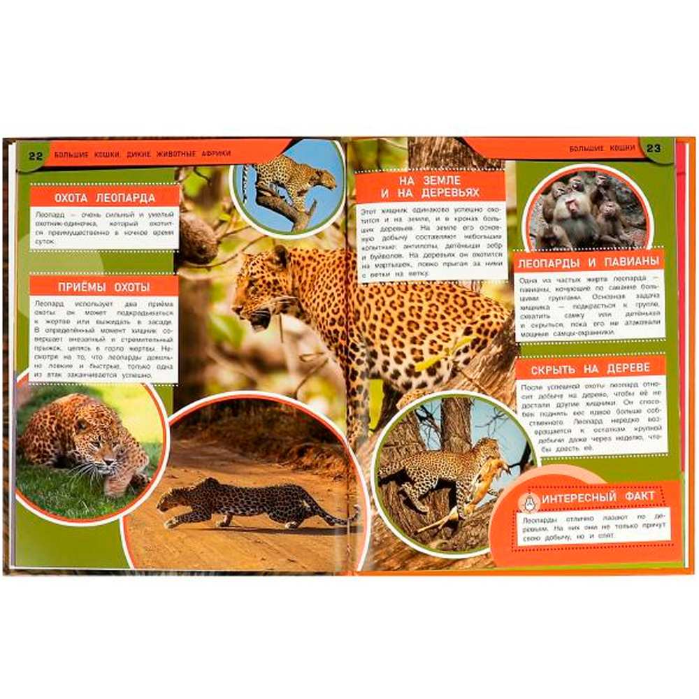 Книга Умка 9785506071648 Энциклопедия Большие кошки. Дикие животные Африки