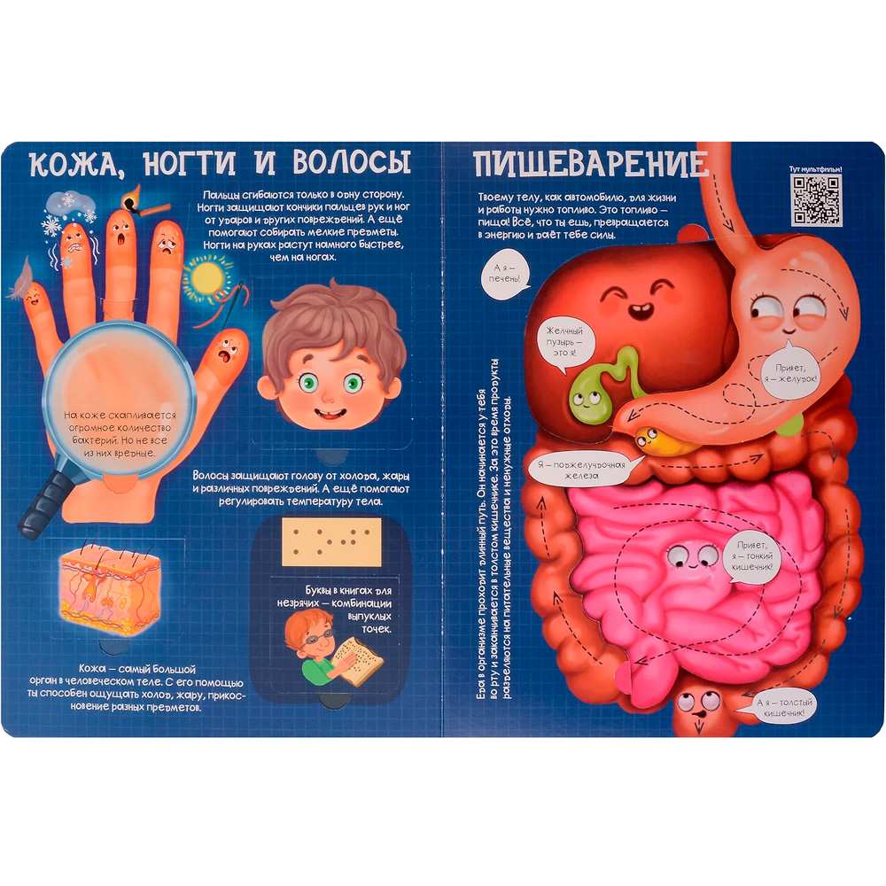 Книга 978-5-907-66415-9 Энциклопедия с окошками Как устроено твое тело Книга 978-5-907-66415-9 Энциклопедия с окошками Как устроено твое тело