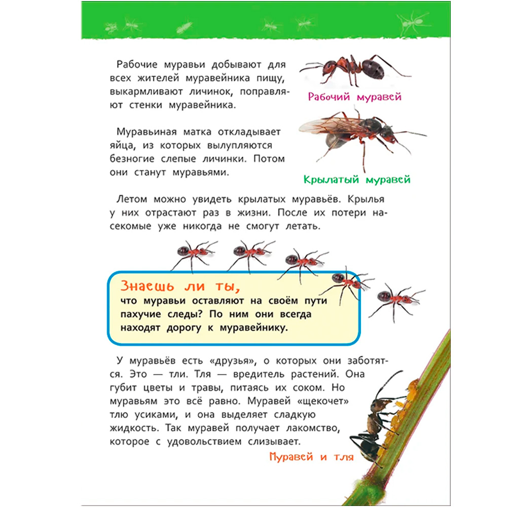 Книга 978-5-353-09061-8 В лесу.Энциклопедия для детского сада